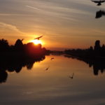 sole