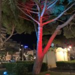 albero illuminato (Antibes- Juan Les Pins)