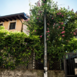 Il glicine in via Verro 2