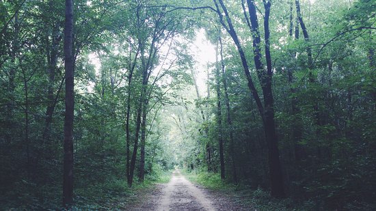 nel bosco del parco nord