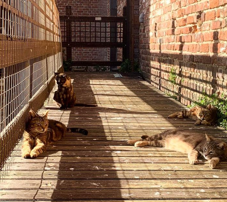 La storia dei GATTI (e della GATTARA) più FAMOSI di Milano - Milano Città  Stato